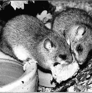 dormouse