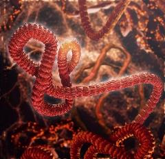 Ebola ebola virus, ebola virus disease